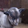 Фото профиля THE G.O.A.T