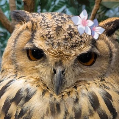 tabedesuyo's profile picture