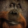 GFÑeroña's profile picture