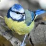 Noga profil fotoğrafı