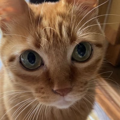 つぶ's profile picture