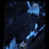 microscope 🔬 profil fotoğrafı