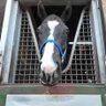 Фото профиля 有馬トウメイ