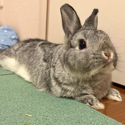 usagimoco0916_'s profile picture