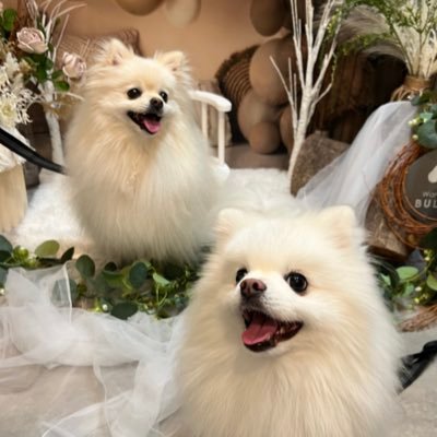 ポメラニアン　ししまる　らんまる's profile picture