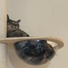 xiaojiu's profile picture