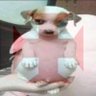 Profilbild von Pancinha◤✠◢
