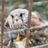 Ganiel Driffin profil fotoğrafı
