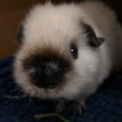 ann(モルモル)'s profile picture