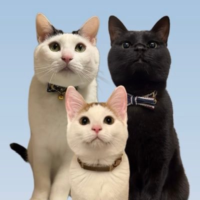 okome_ohagi_'s profile picture