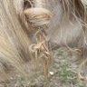 Фото профиля Sturkie Equine