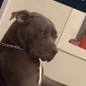 Pitbull 的头像