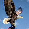 America 🇺🇸's profile picture
