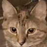 Zaydee May's profile picture
