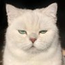 Profilbild von Shawn