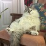 Radphia 🐅 profil fotoğrafı