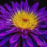 Фото профиля Edielle