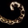 سّـــ's profile picture