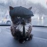 Shercat profil fotoğrafı