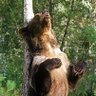 Grizzly Peater profil fotoğrafı
