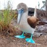 Blue-Footed Boobie's profile picture