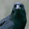 chaotic__crow profil fotoğrafı