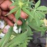 HIGHNESS GRAM profil fotoğrafı