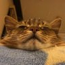 イカミミのオレンジ猫's profile picture