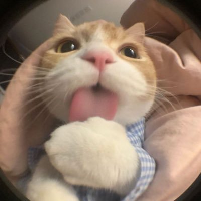 livv_hq's profile picture