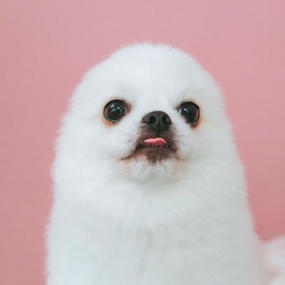 アザラシいぬ's profile picture