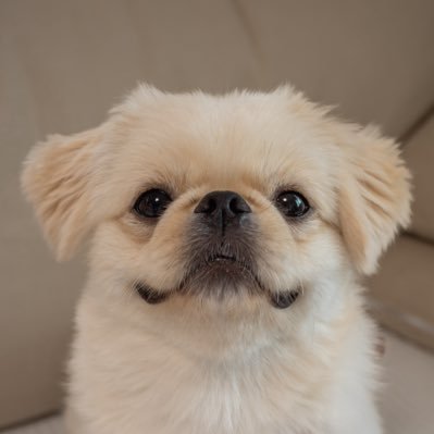 pucchopeki's profile picture