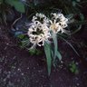 Фото профиля ❈