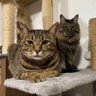 Фото профиля 猫様の召使い🇯🇵