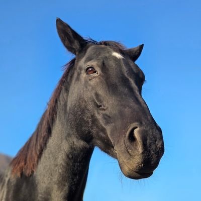 abii_horse's profile picture