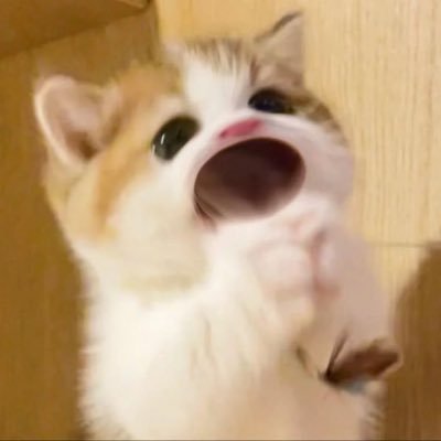 Galwaysmyadc's profile picture