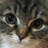 Фото профиля 猫の目（ΦωΦ）