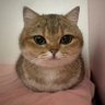 host profil fotoğrafı