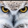 Jovi.He's profile picture