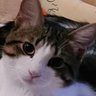 NEGRUTI GABRIELA profil fotoğrafı