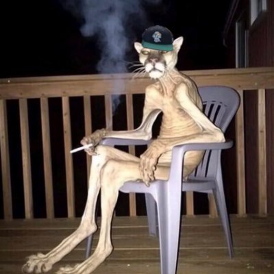 MrCatsPatrick's profile picture
