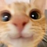 Profilbild von FanatiqueGirl