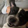 Loopy's Daddy's profile picture