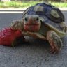 Papatortas's profile picture