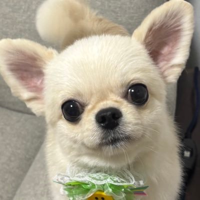 ぺきちわのきりべえ's profile picture