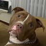 Joseph Boy's profile picture