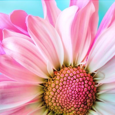 bearjiny5rs's profile picture