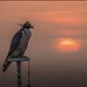 Profilbild von .. 🦅
