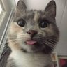 RarKitty 的头像