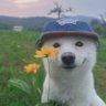 Profilbild von Adomi