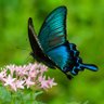 ★あげはஐ🕊️ profil fotoğrafı